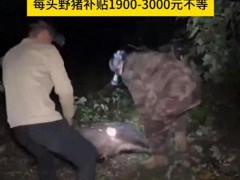 首支野猪赏金猎人团到南京了 已成功捕获133头野猪